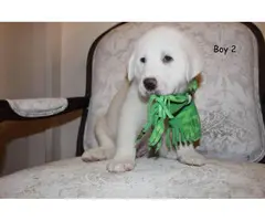 3 female 2 male Great Pyrenees Puppies for Sale