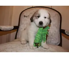 3 female 2 male Great Pyrenees Puppies for Sale - 2