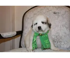 3 female 2 male Great Pyrenees Puppies for Sale - 3