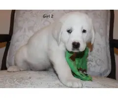 3 female 2 male Great Pyrenees Puppies for Sale - 4