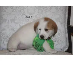 3 female 2 male Great Pyrenees Puppies for Sale - 5