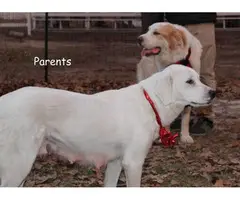 3 female 2 male Great Pyrenees Puppies for Sale - 6