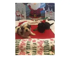 7 adorable Shorkie puppies for sale