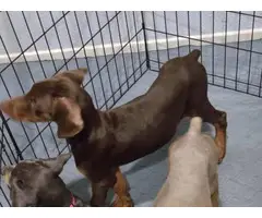 Quality Doberman puppies - 2
