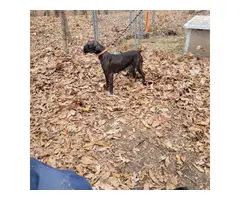 Mountain Cur puppies for sale
