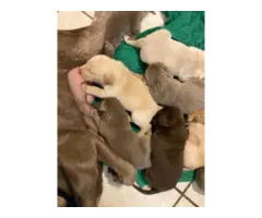 Male and female Lab puppies - 4