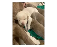 Male and female Lab puppies - 5