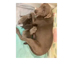 Male and female Lab puppies - 8