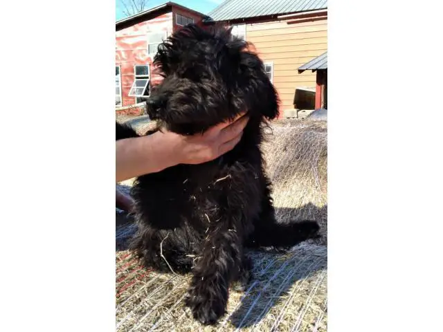 Farm raised Aussiedoodle puppies - 5/7