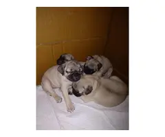 9 Weeks Old Female Pug Puppies - 6