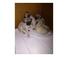 9 Weeks Old Female Pug Puppies - 8