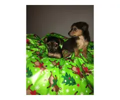 2 Chorkie boy puppies