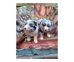 8 Australian shepherd puppies for sale