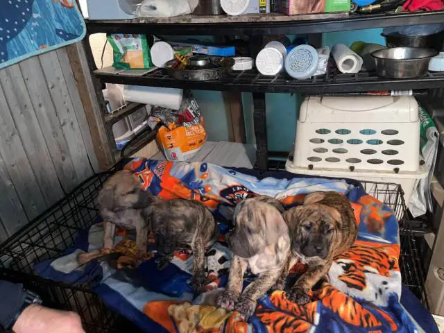 Presa Canario puppies for sale 9 weeks old - 2/4
