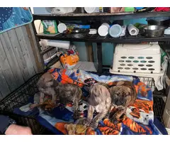 Presa Canario puppies for sale 9 weeks old - 2