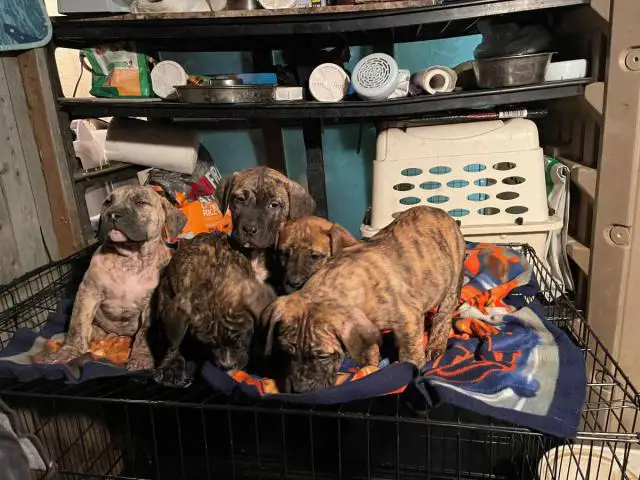 Presa Canario puppies for sale 9 weeks old - 3/4