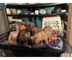 Presa Canario puppies for sale 9 weeks old - 3