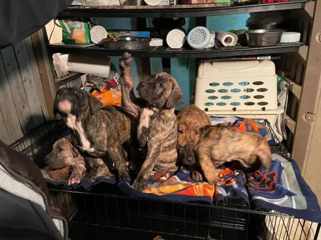 Presa Canario puppies for sale 9 weeks old - 4/4