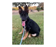 Black and tan & sable GSD puppies - 1