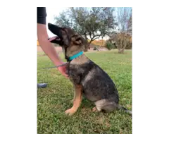 Black and tan & sable GSD puppies - 7