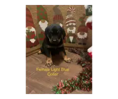 AKC Rottweiler puppies for sale - 1