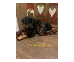 AKC Rottweiler puppies for sale - 5