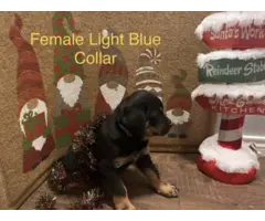AKC Rottweiler puppies for sale - 6