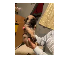 2 male pug puppies available - 1