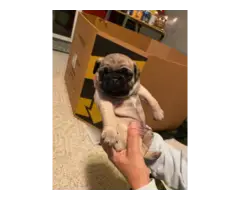 2 male pug puppies available - 2