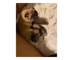 2 male pug puppies available - 3
