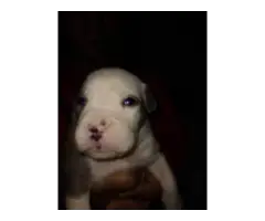 American Staffordshire Terrier Pups - 11