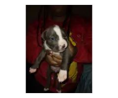 American Staffordshire Terrier Pups - 13
