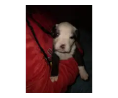 American Staffordshire Terrier Pups - 16