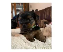 5 Yorkshire terrier puppies for sale