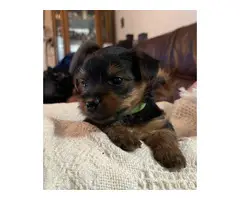 5 Yorkshire terrier puppies for sale