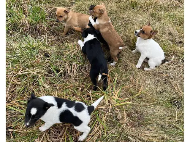 Six Jack Chi puppies ready to go now - 1/13