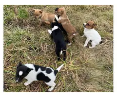 Six Jack Chi puppies ready to go now - 1