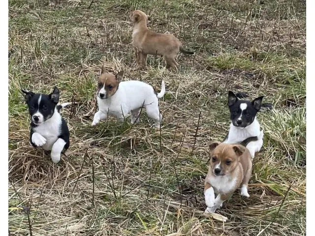 Six Jack Chi puppies ready to go now - 7/13