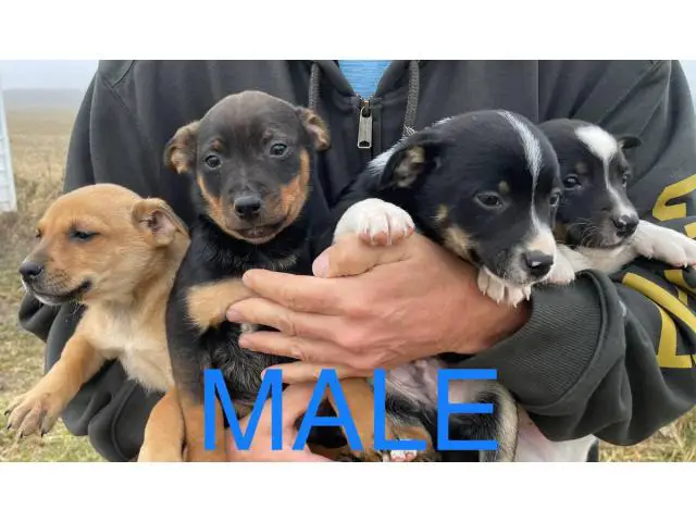 Six Jack Chi puppies ready to go now - 11/13