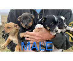 Six Jack Chi puppies ready to go now - 11