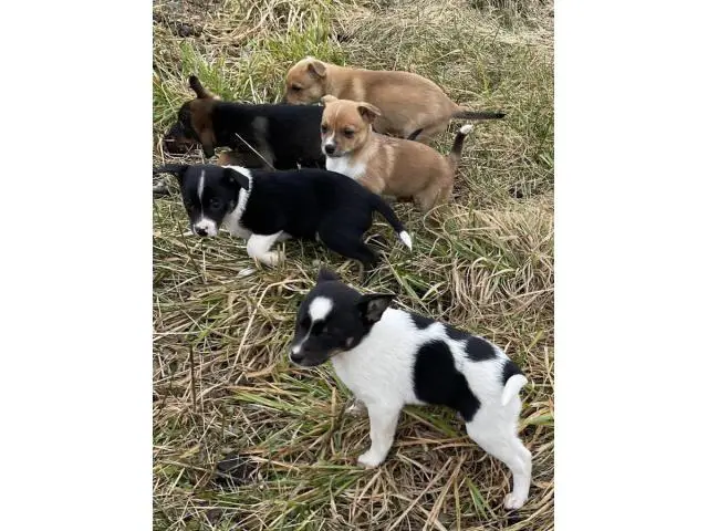 Six Jack Chi puppies ready to go now - 13/13