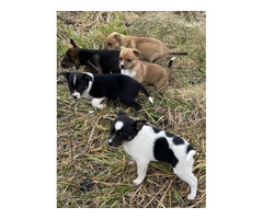 Six Jack Chi puppies ready to go now