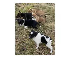 Six Jack Chi puppies ready to go now - 13