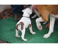 Full-blooded boxer puppies