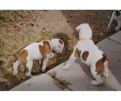 Full-blooded boxer puppies - 2