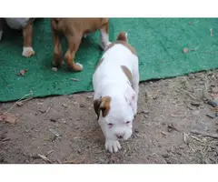 Full-blooded boxer puppies - 4