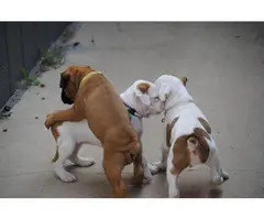 Full-blooded boxer puppies - 8