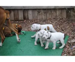 Full-blooded boxer puppies - 12