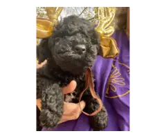 AKC Standard Poodle puppies for sale - 2
