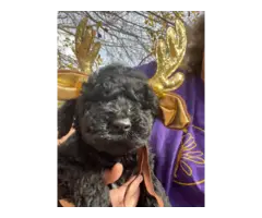 AKC Standard Poodle puppies for sale - 3
